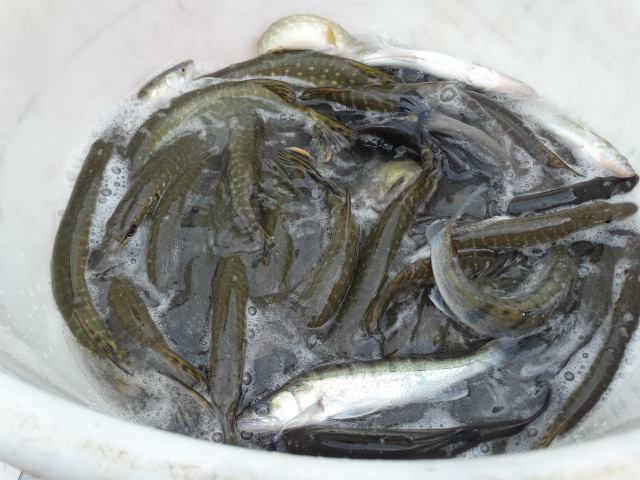Fischbesatz 2015_5